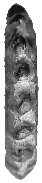 6291 Seleucus VI AE Rand 1