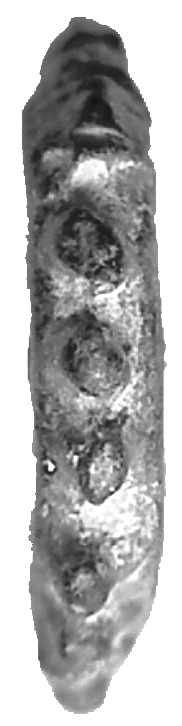 6291 Seleucus VI AE Rand 1