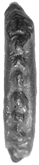 303 Seleucus VI AE Rand 1